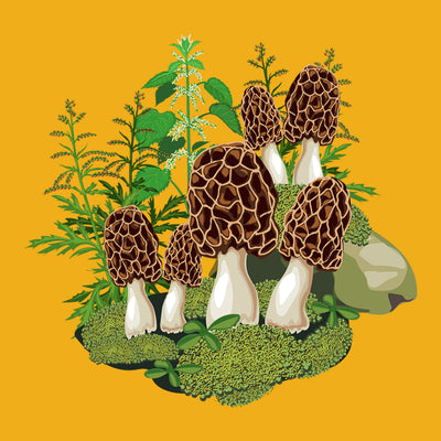 Morel mushrooms gildan unisex t-shirt